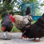 Chicken Breeds for Small Backyards