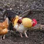 Environmental and Garden Benefits of Backyard Chickens