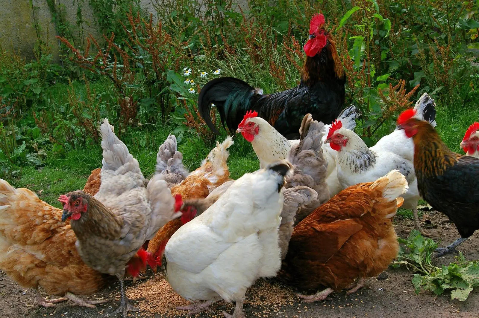 delaware rooster vs hen