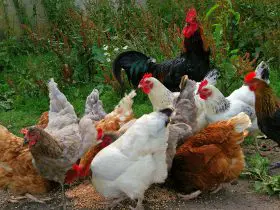 delaware rooster vs hen