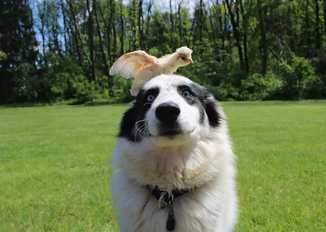 The best way to introduce your dog to chickens