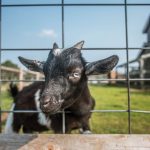 Can Goats Be Trained to Poly wire