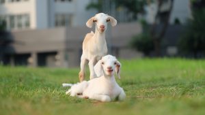 goats hump