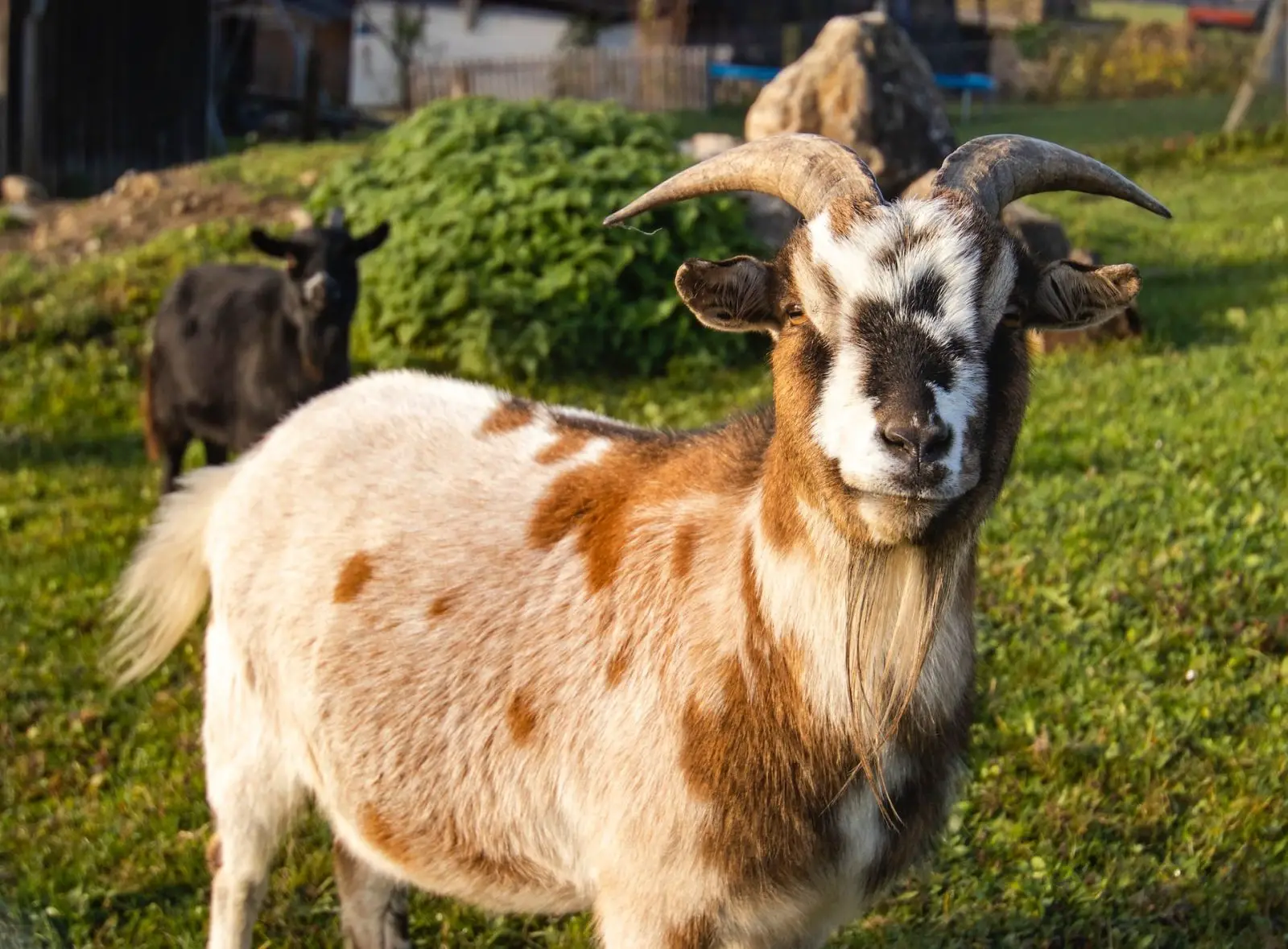 Goat Anti Mating Apron