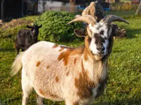 Goat Anti Mating Apron