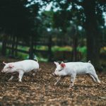 What is Free-range Pig Farming