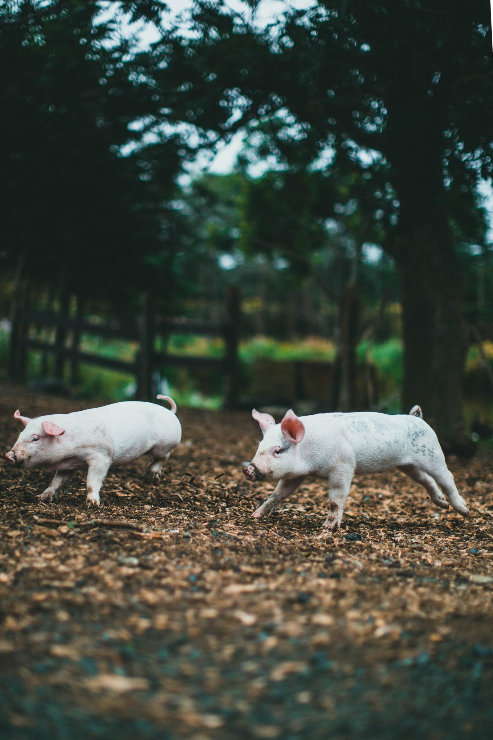 What is Free-range Pig Farming