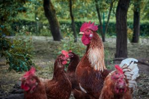 Keep Your Chickens Cool During Summer