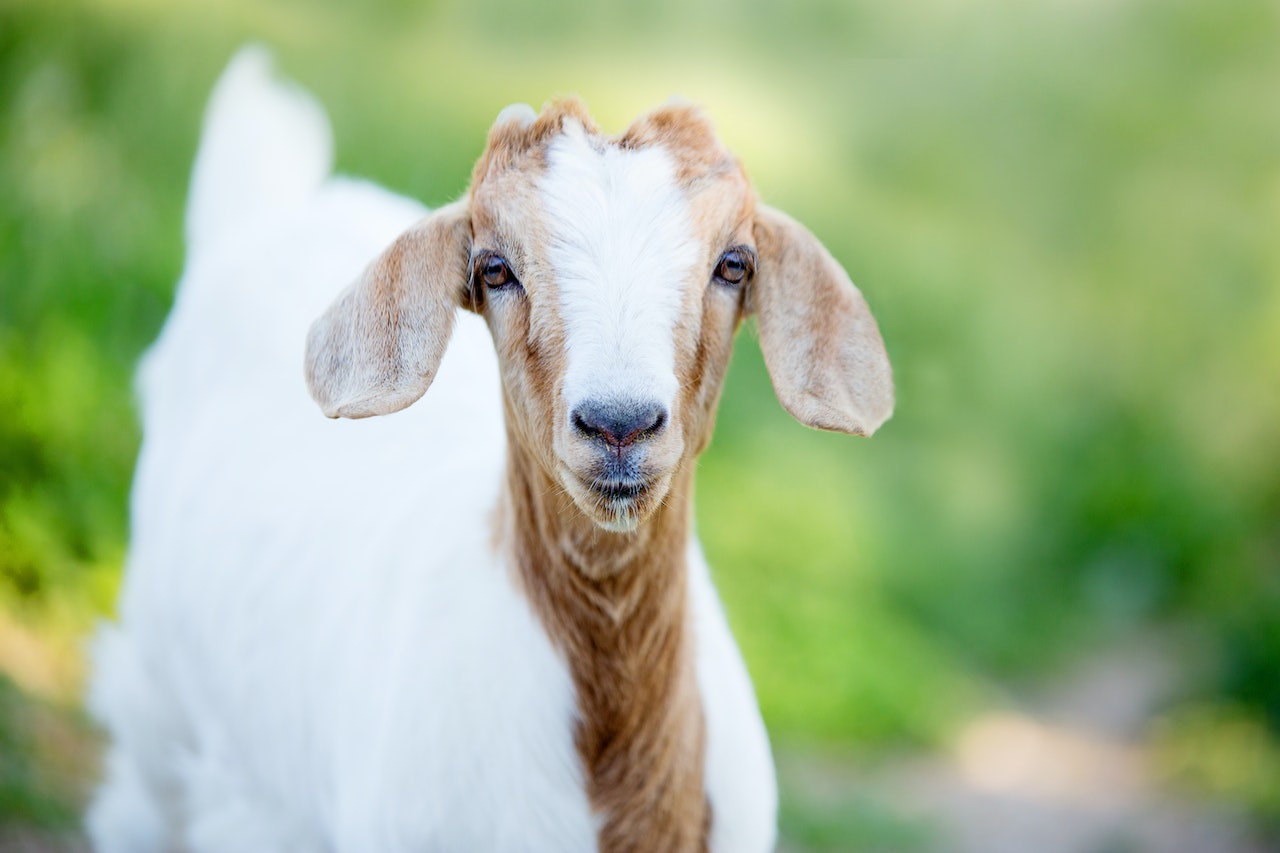 How to Raise Goats for Meat