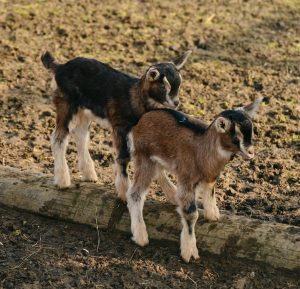 How to Raise Goats for Meat