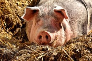 How Evaporative Cooling Works in Pig Farming