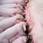 Pork Production Systems and Marketing Methods