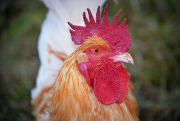 euthanize chicken with tylenol