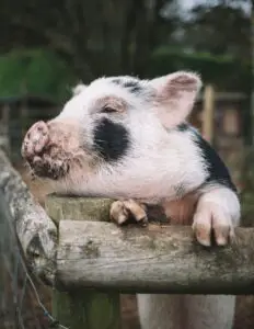 how do pigs keep their feet clean