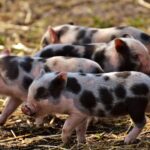 what are the benefits of pig farming