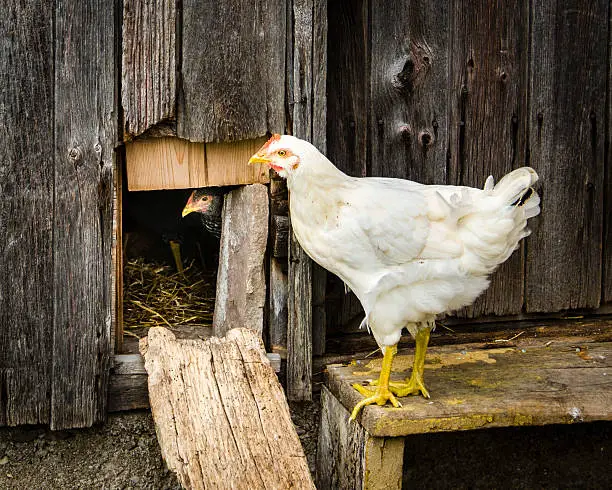 how to euthanize a chicken with benadryl