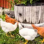What are the 3 types of poultry?