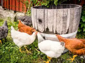 What are the 3 types of poultry?