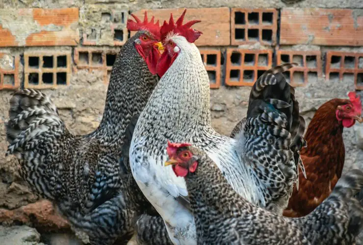Can 2 roosters live together?
