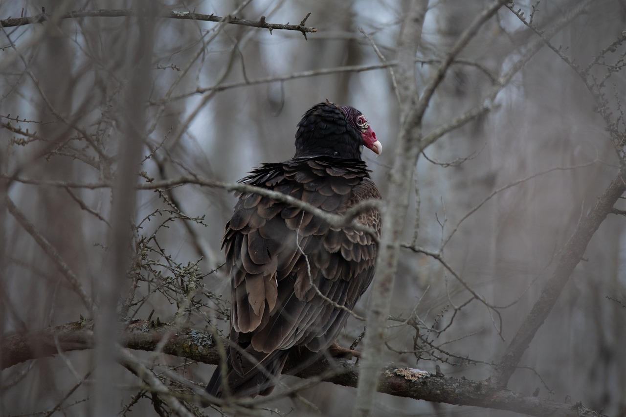 will turkey vultures attack chickens