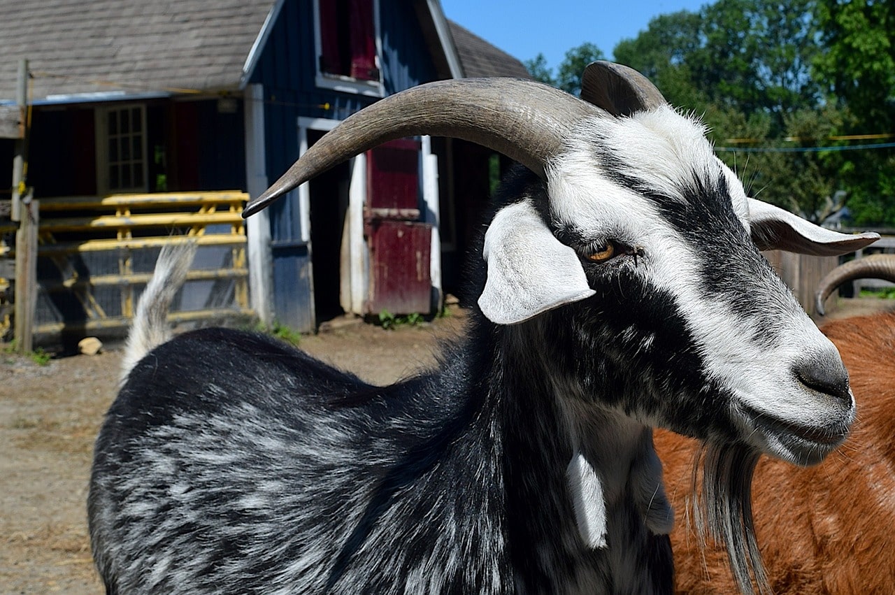 Goat losing hair on nose