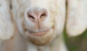 Goat losing hair on nose