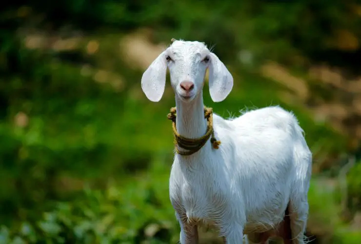 blown teat on goat