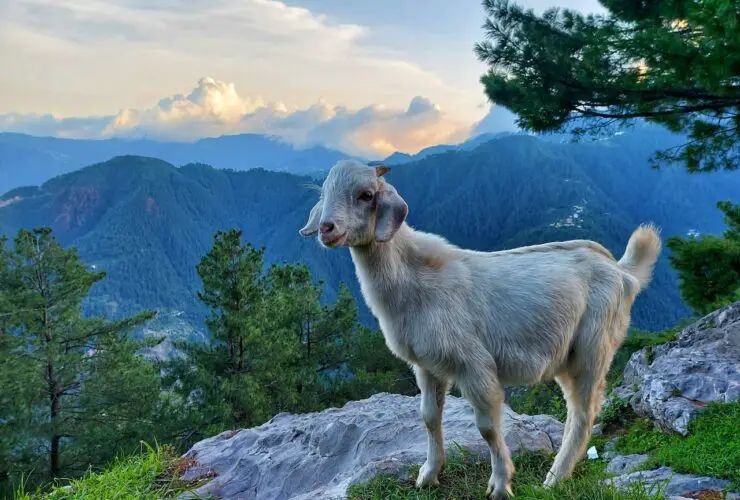 hermaphrodite goat