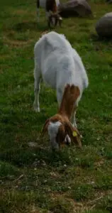 do goats eat trash