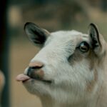 Why do goats stick their tongues out