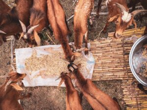 Can Goats eat Pretzels