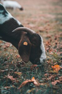 do goats eat dead leaves