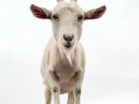 can goats eat cardboard