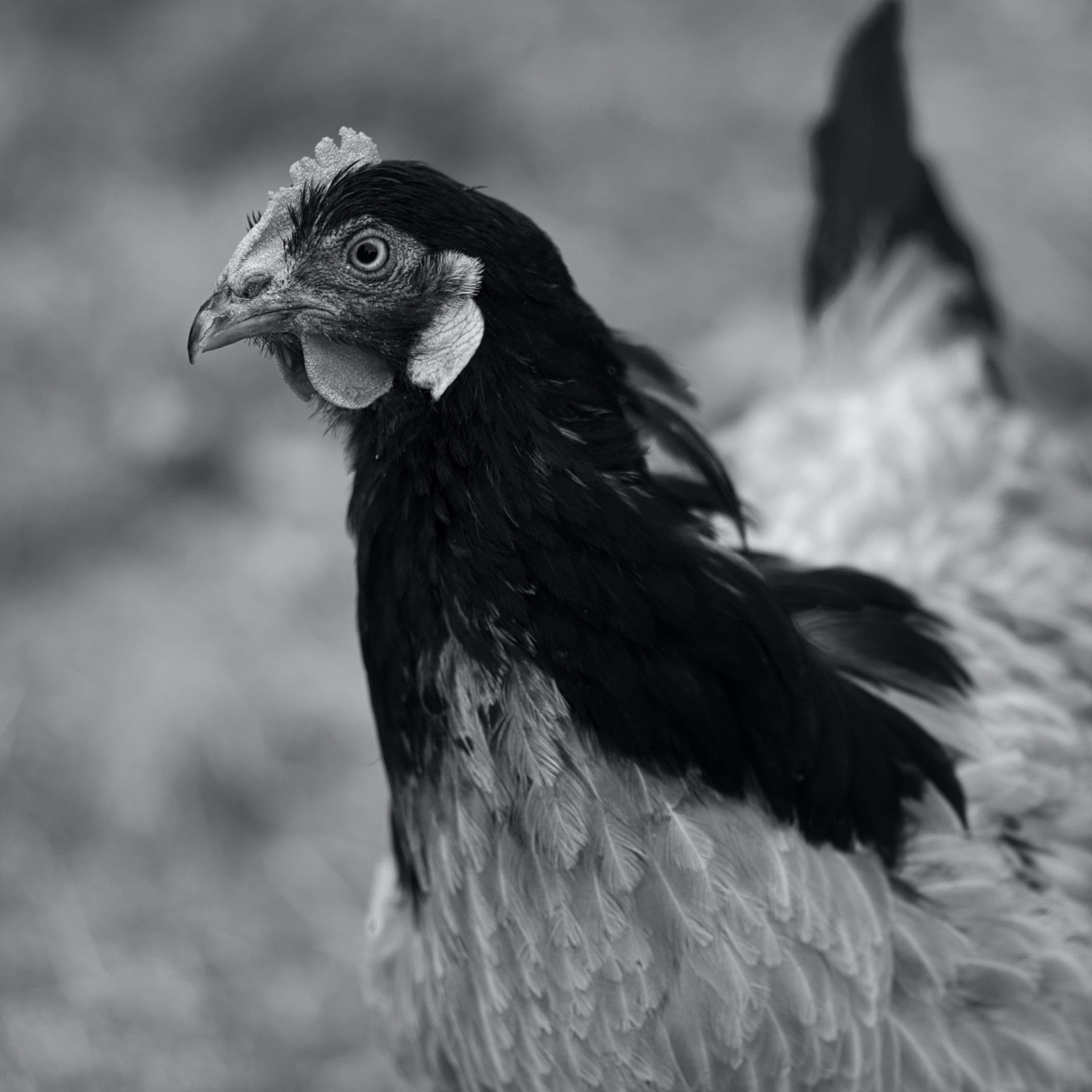 Embrace the Feathered Delight Tractor Supply Chick Days 2023 Unveils