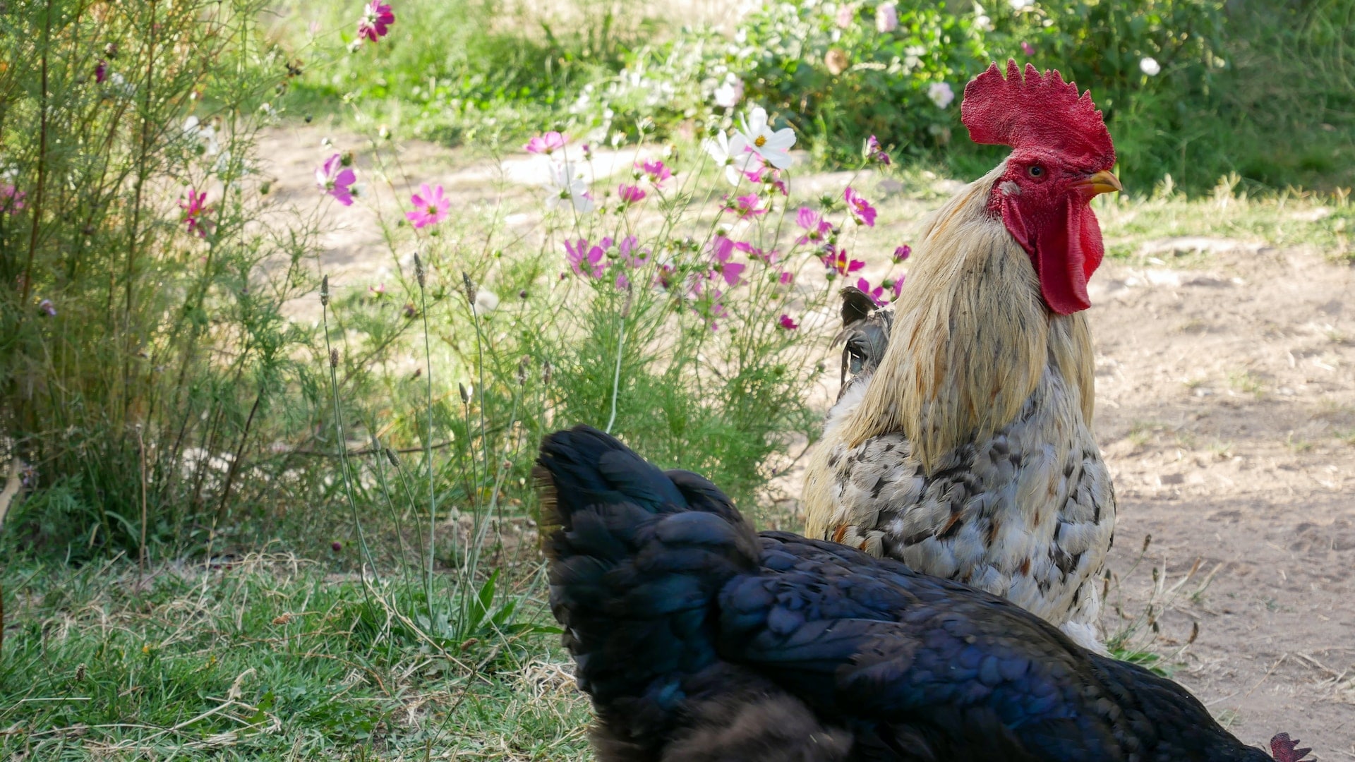 Embrace the Feathered Delight Tractor Supply Chick Days 2023 Unveils