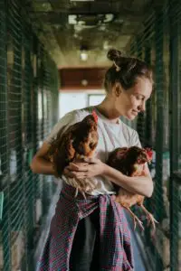 How many hens per rooster should you have?