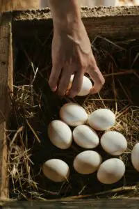 How Long Can Eggs Stay in the Coop