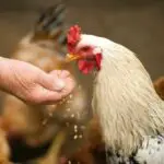 How many hens per rooster should you have?
