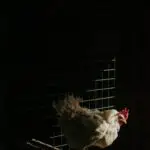 chicken isolating herself