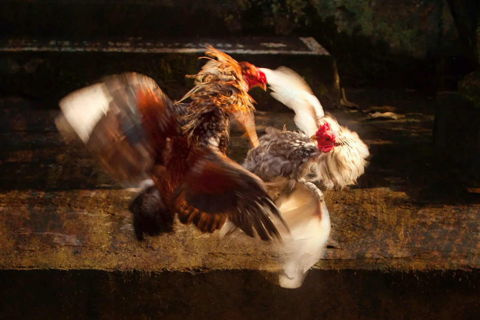 will roosters kill hens