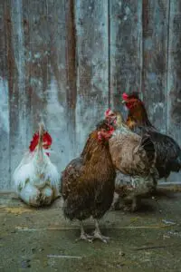 will roosters kill hens
