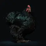 Dominant Copper Chicken
