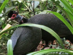 guinea keets dying 