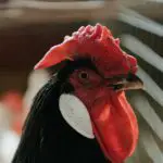 do black chickens deter hawks