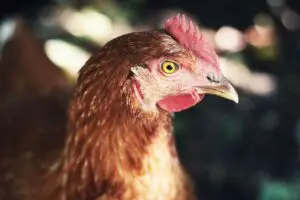 What is the best way to deal with chicken poop?