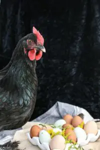 do black chickens deter hawks
