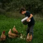 can chickens eat creeping charlie