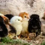 Chick Pecking Other Chicks Eyes