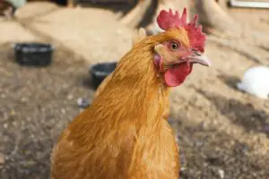 What An Ameraucana Cross Chicken Is Called?
