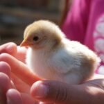 How long do chickens stay in the brooder?